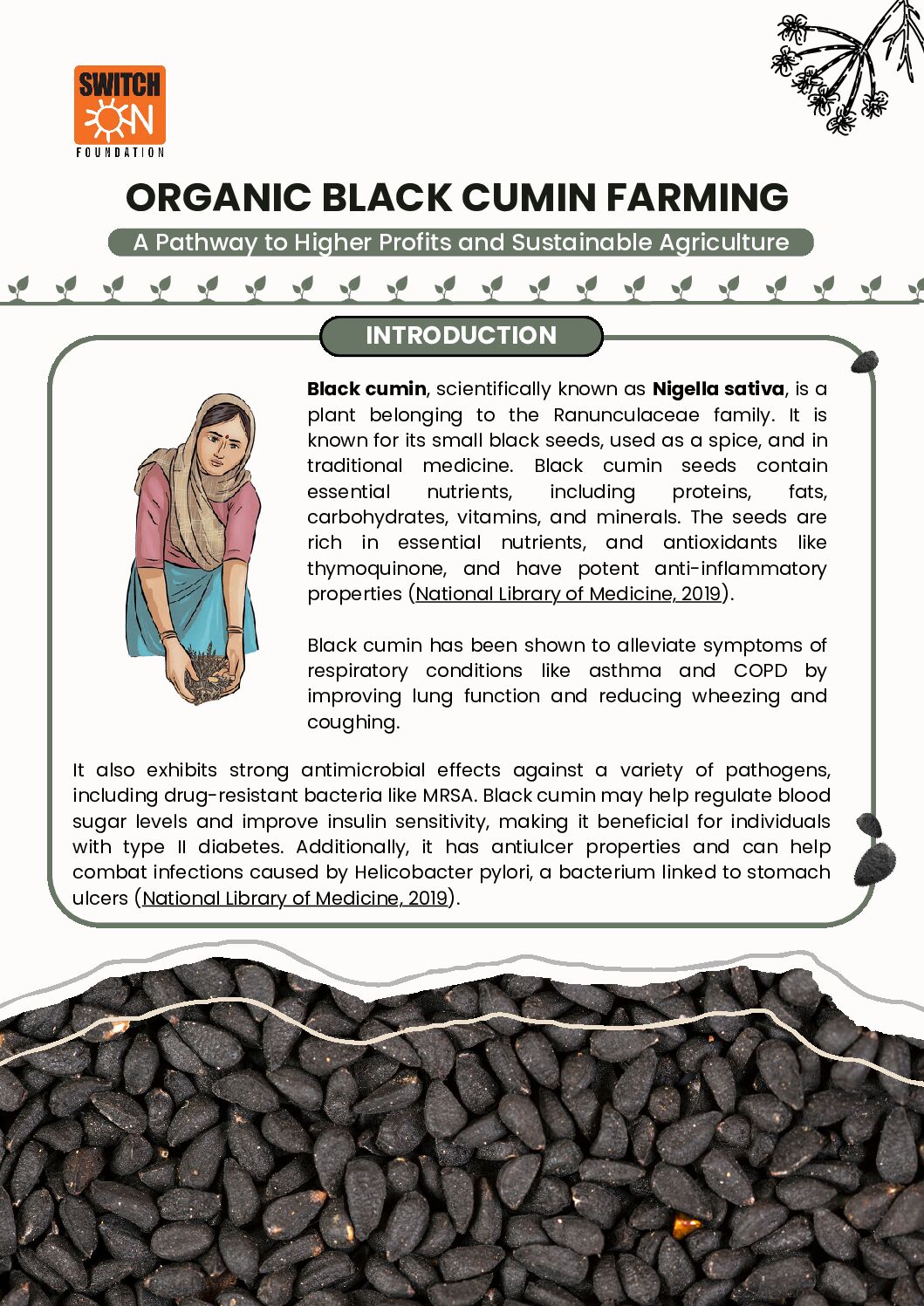 Organic Black Cumin Farming